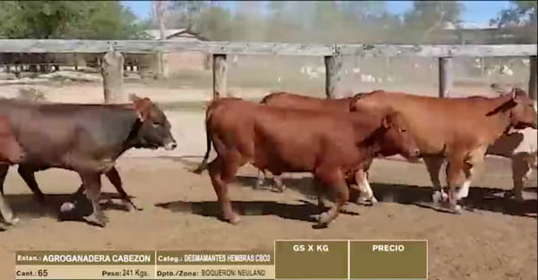 Lote LOTE 37 - 65 DESMAMANTES HEMBRAS CBO 2