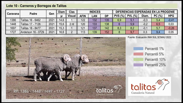 Lote Lote 10 - TALITAS