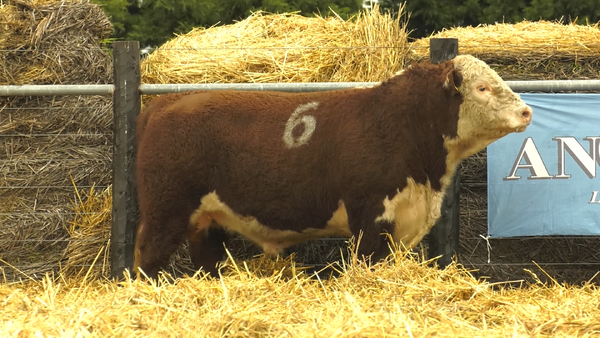 Lote TOROS HEREFORD PURO REGISTRADOS