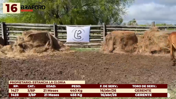 Lote LOTE 16 - VAQUILLAS DE CAMPO