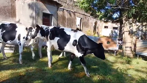 Lote (Vendido)3 Vaquillonas holando HOLANDO 300kg -  en MONZON
