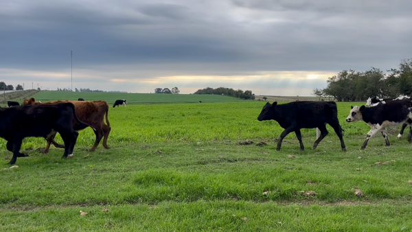Lote TERNEROS Y TERNERAS