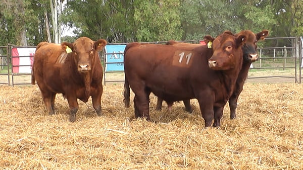 Lote TOROS ANGUS COLORADOS PC