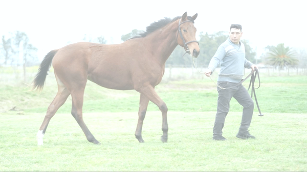 Lote DI GIORGIA MAR (MARIGNAC -  DA CARLA)