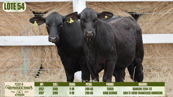 Lote LOTE 54