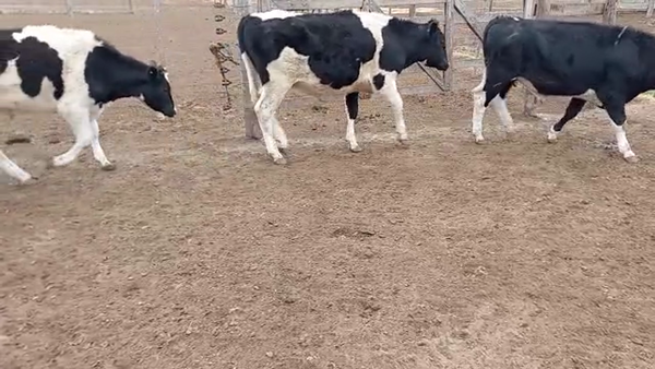 Lote 12 Novillitos Holando Argentino en Porteña, Córdoba