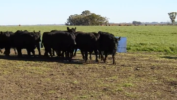 Lote 15 VAQUILLONAS ANGUS MAS