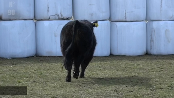 Lote 1 Toro en Coyhaique, XI Región Aysén