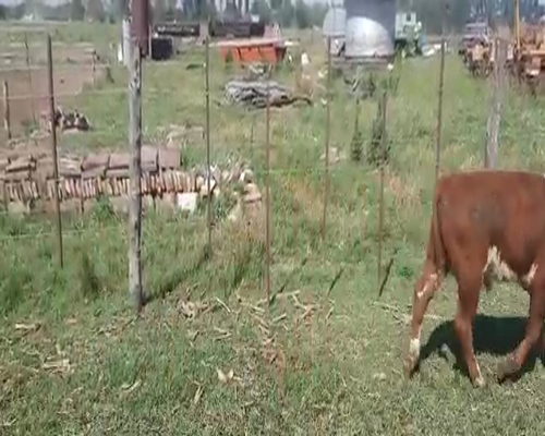 Lote 5 Terneros en Buenos Aires, Pellegrini