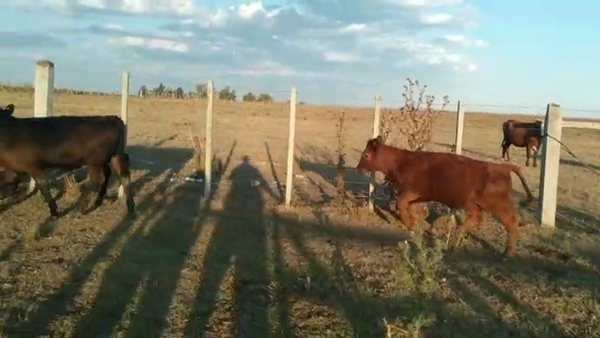 Lote 7 Terneras