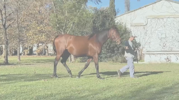 Lote JOLLY MELODY (TREASURE BEACH -  JOLLY SONG)  Preñez por  VERIFYING