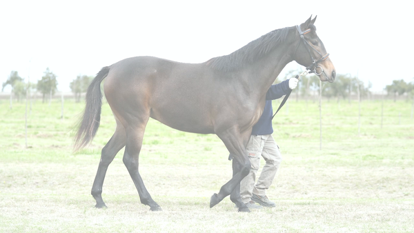 Lote PRESAGIADORA (DANIEL BOONE -  PRES DE TOI)