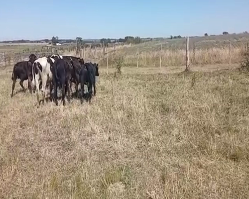 Lote (Vendido)11 Terneros HOLANDO- ANGUS Y CRUZA 220kg -  en PUNTAS DE VALDEZ