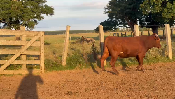 Lote 12 Toros de invernar en Corrientes, Guaviravi