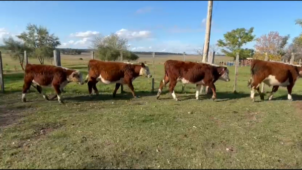 Lote 40 Terneros