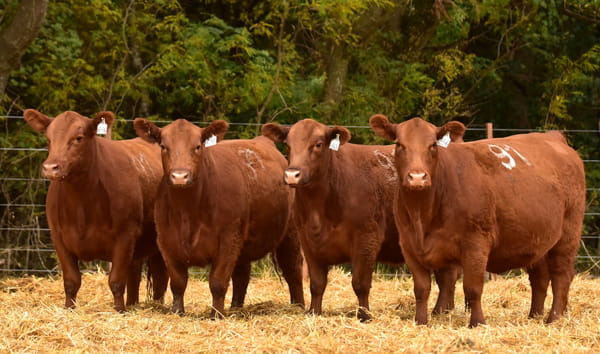 Lote VAQUILLONAS ANGUS PC PRIMAVERA