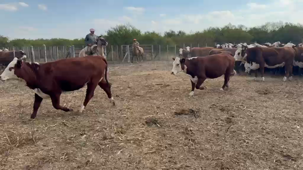 Lote 90 Vacas nuevas C/ gtia de preñez