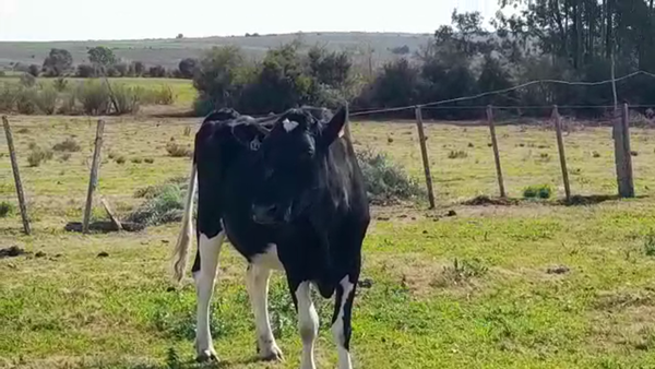 Lote (Vendido)Industria 550kg -  en CERROS NEGROS