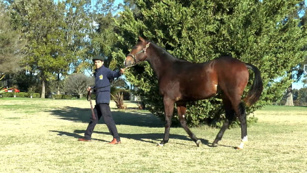Lote NOCHE DE BANDONEÓN
