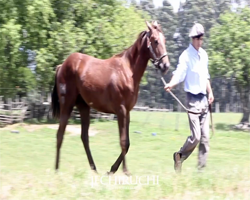 Lote QUE FENOMENO CARVER MR