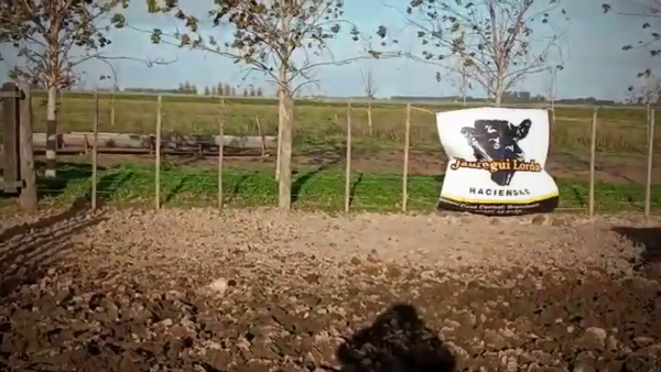 Lote 35 Novillitos en Ranchos, Buenos Aires