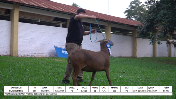 Lote Santa Inés Expo Internacional 2022 - Lote 29