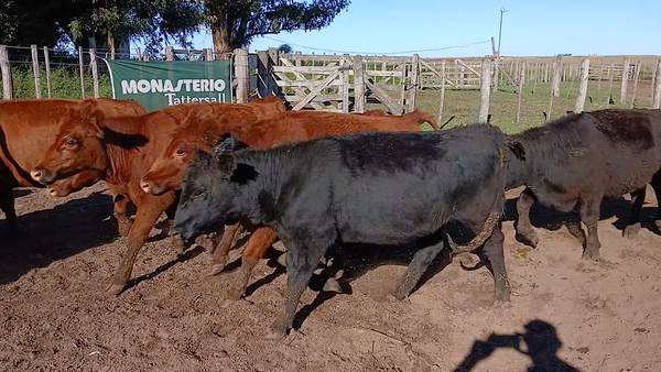 Lote 21 Novillitos y vaquillonas en Buenos Aires, Daireaux