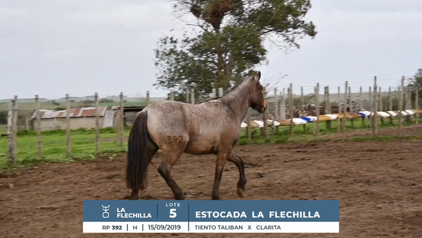 Lote ESTOCADA LA FLECHILLA