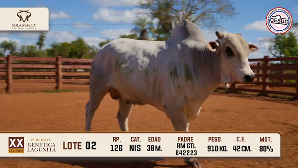 Lote Lote 2