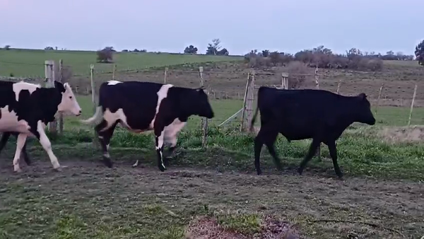 Lote (Vendido)6 Novillos 1 a 2 años CRUZAS 245kg -  en PUNTAS DEL PERDIDO