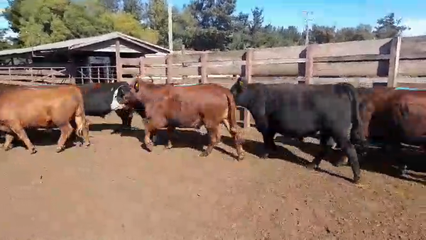 Lote 20 Novillo Gordo en Los Ángeles, VIII Región Biobío