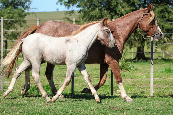 Lote Maluca De Frontera
