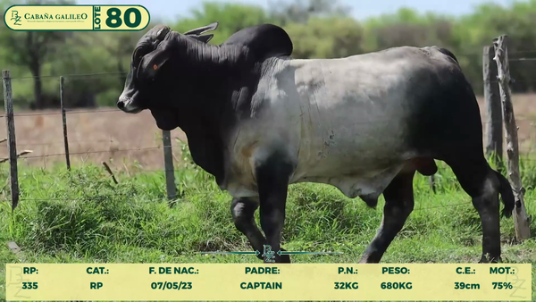 Lote LOTE 80