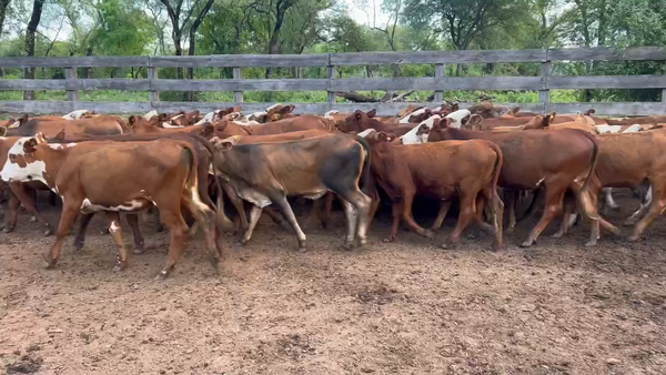 Lote 140 Terneras en Juan José Castelli, Chaco