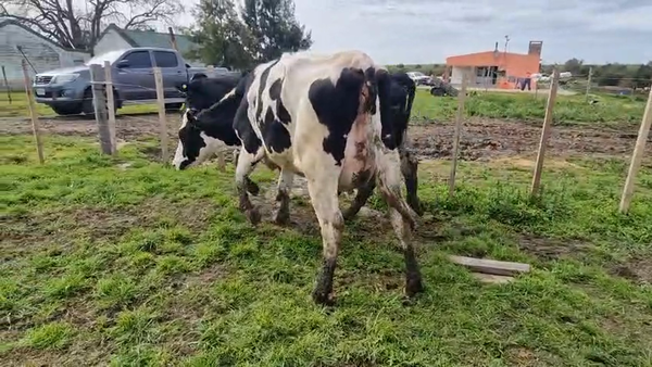 Lote 2 Vaquillonas , San José