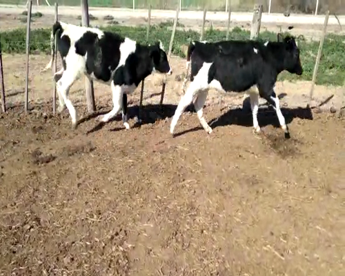 Lote VAQUILLONAS P/ENTORAR Y TERNERAS