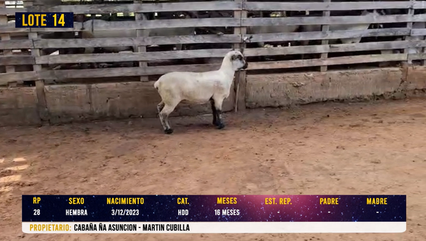 Lote LOTE 14