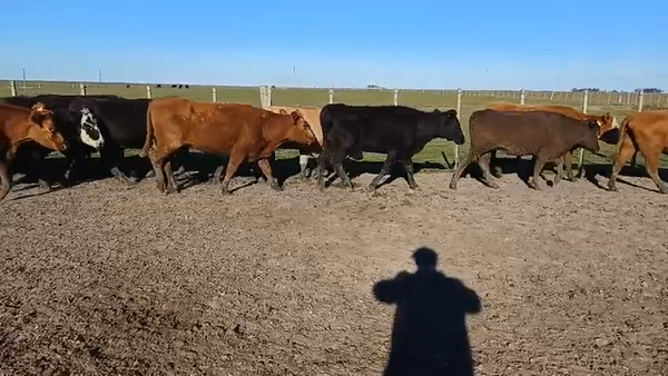 Lote 130 Vacas de Invernada 32 AA,  33 RA,  10 CH,  10 CH X AA,  17 HE X AA,  28 HE X RA 330kg -  en CAMINO VECINAL A 4KM DE RUTA 15 A 55KM DE LASCANO Y A 16KM DE CEBOLLATÍ