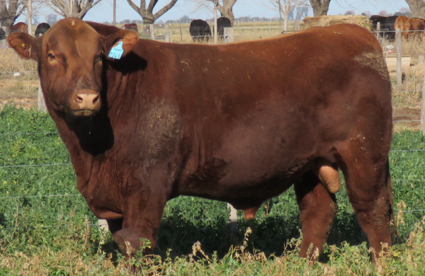 Lote Toros  Angus -  Don Pedro