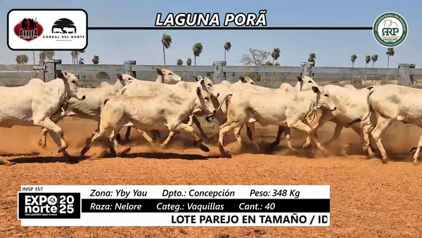 Lote Vaquillas