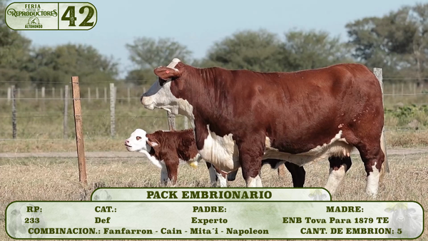 Lote LOTE 42