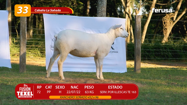Lote LOTE 33
