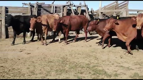 Lote 52 Vacas de invernar en Quimilí, Santiago del Estero