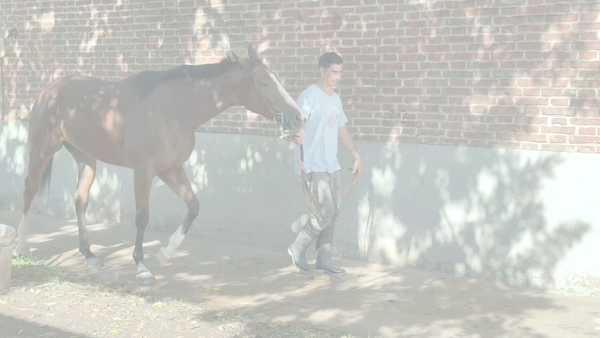 Lote BAMBA MIA (PORTAL DEL ALTO -  BAMBINA NISTEL) EN TRAINING