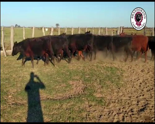 Lote 17 Novillitos de 265 Kg