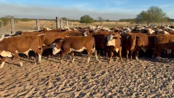 Lote 160 Terneros