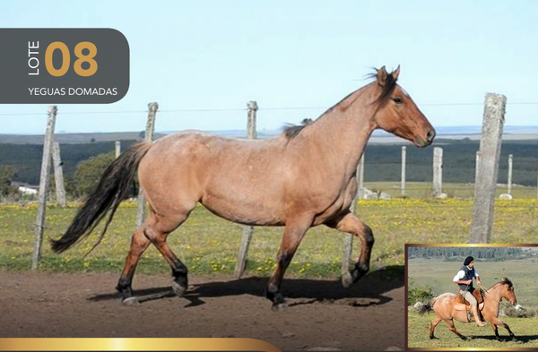 Lote Aquerenciada Filtrada