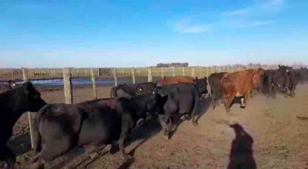 Lote 33 Vacas CUT  en Las Armas, Buenos Aires