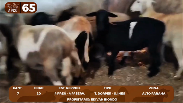 Lote LOTE 65 -POR PANTALLA