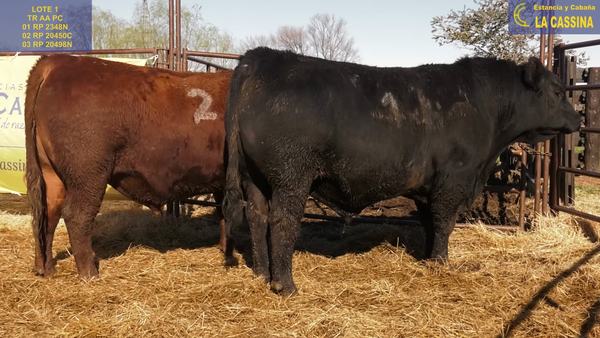 Lote TOROS ANGUS PURO CONTROLADO